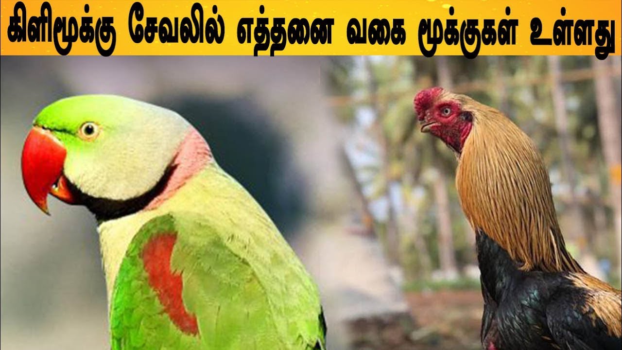 கிளி மூக்கு அப்படி என்றால் என்ன? எத்தனை வகை மூக்குகள்  உள்ளது அதில் எது சிறந்தது ? | Best Beak