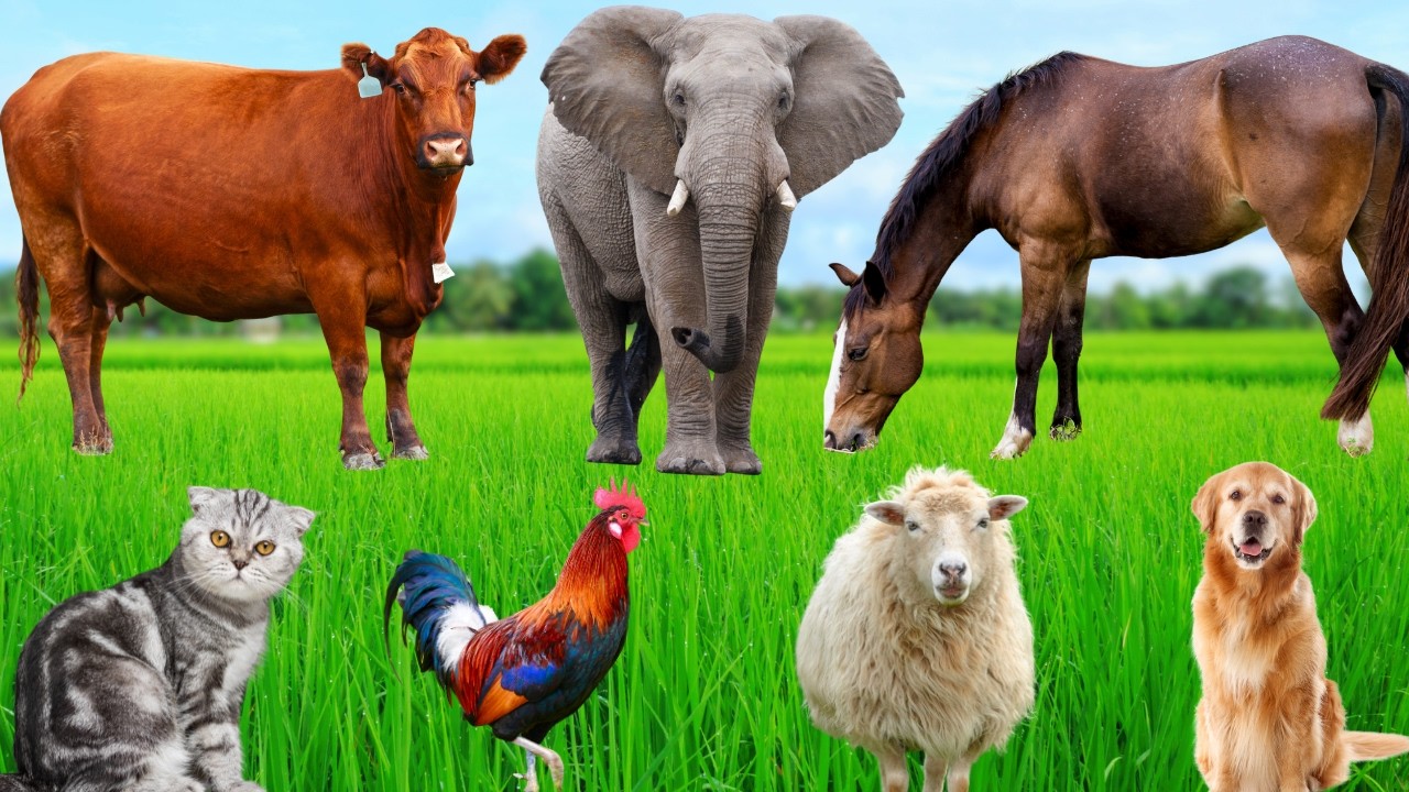 Cute Animal Sounds: Cow, Sheep, Horse, Pig, Duck, Chicken, Dog, Cat, Elephant &ndash; Explore Animals