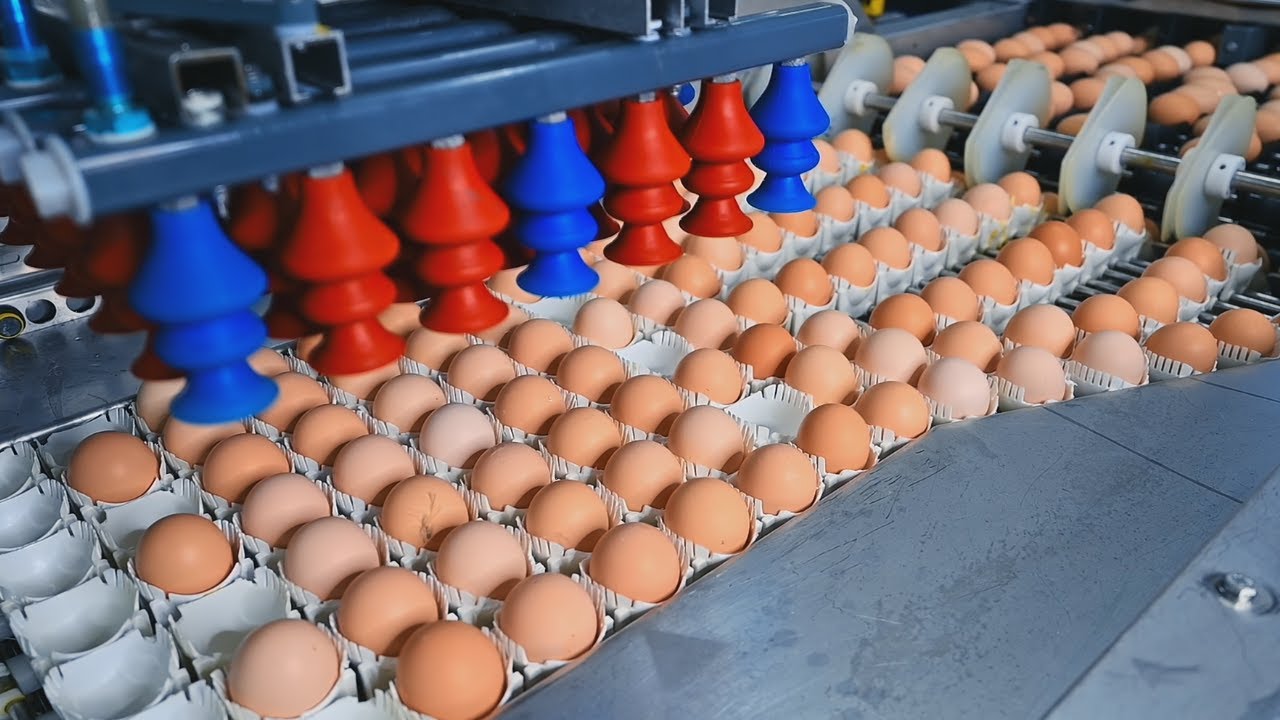 How It's Made Eggs