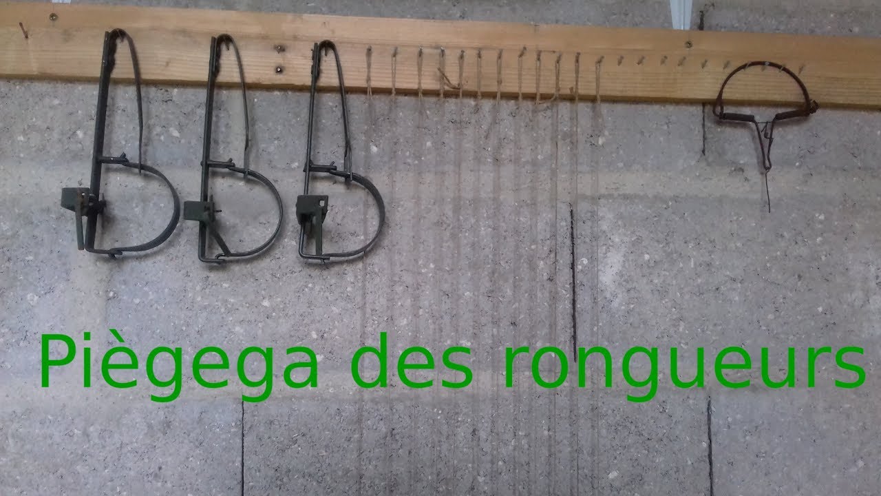 Piégage des rongueurs !!!