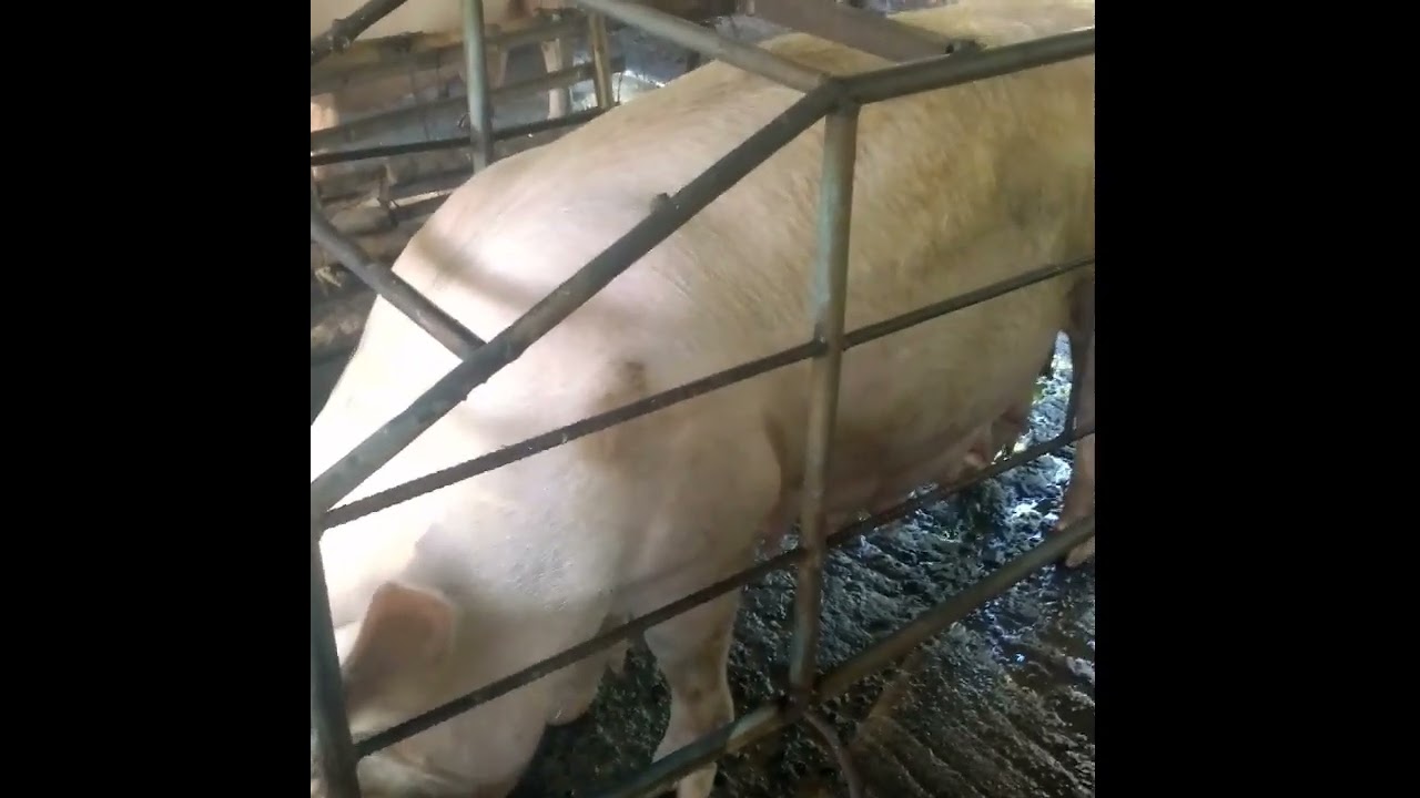 KELAN BA MAGPAKAIN NG LACTATING SA INAHING BABOY NA BUNTIS?