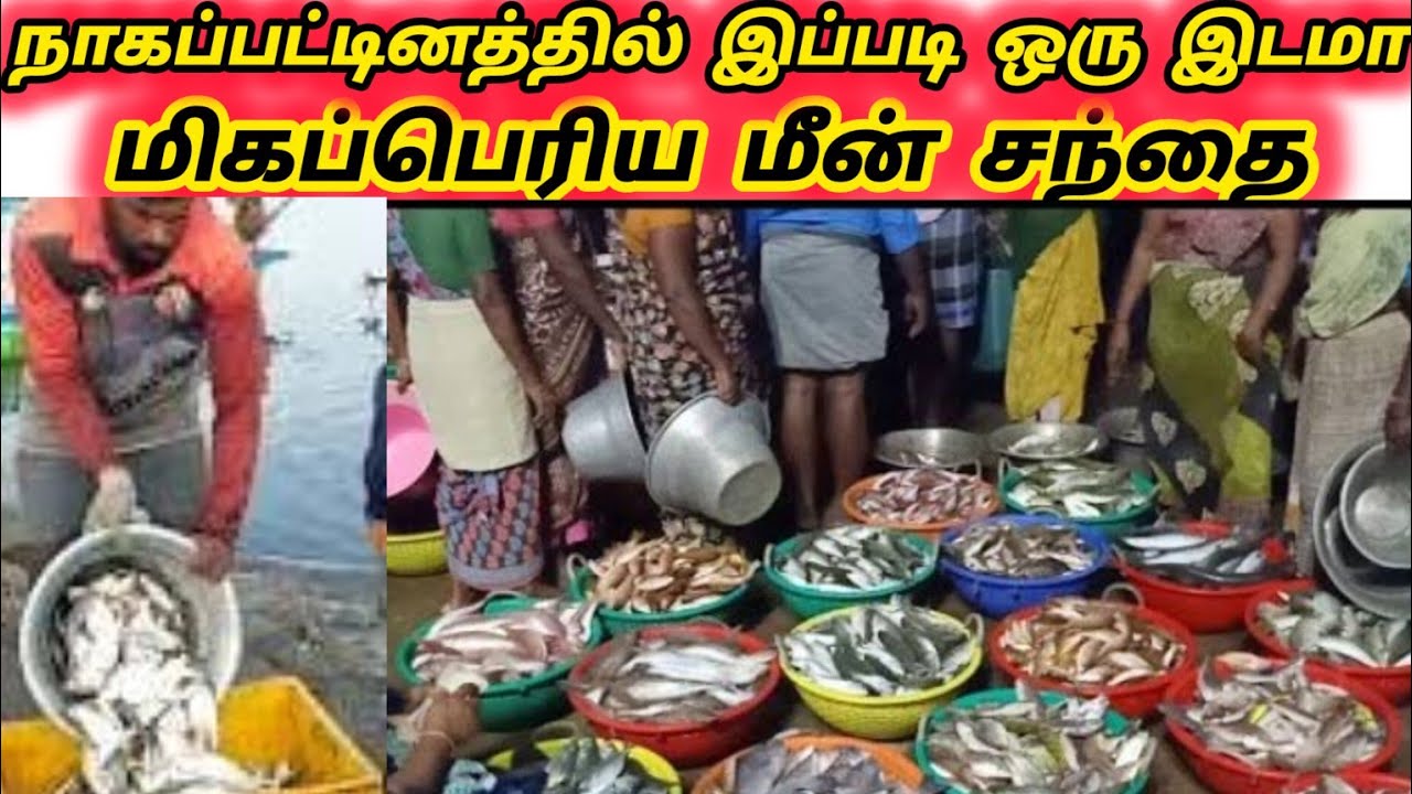 நாகப்பட்டினம் மீன் மார்க்கெட் 🎏🐟🐟🌊🌹👍 Nagapattinam fish market 🐟 India Tamil Nadu 🐟👍🌹