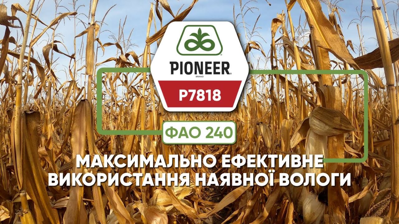 P7818 – ранньостиглий гібрид лінійки Optimum® AQUAmax®