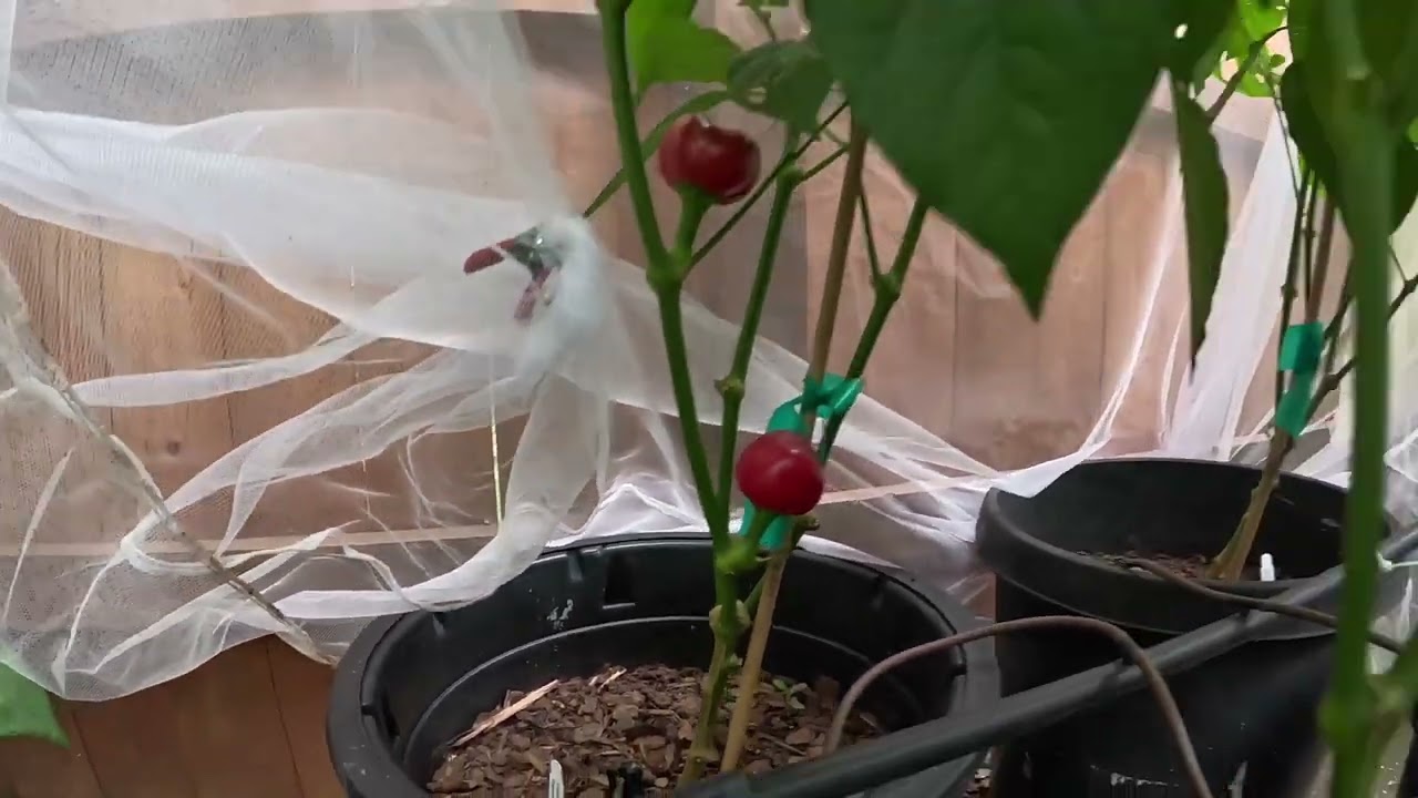 Calabrian Pepper