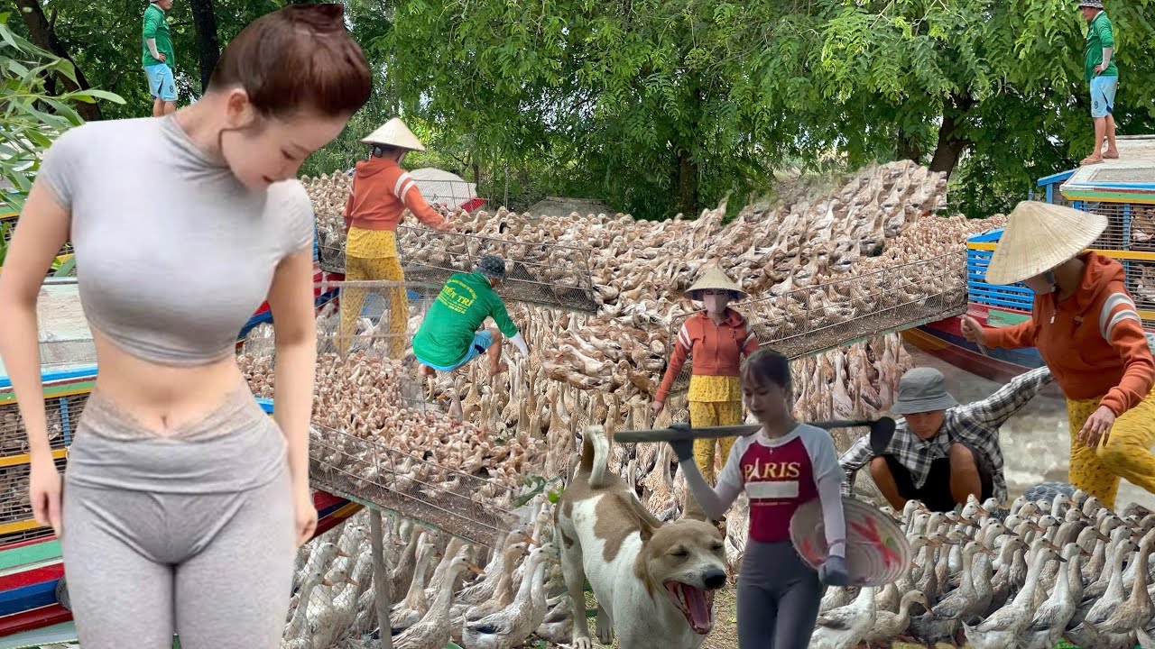 Pov Life - How to Raise Free-Range Ducks for Eggs and Meat-Secrets to Getting Rich from Duck Farming