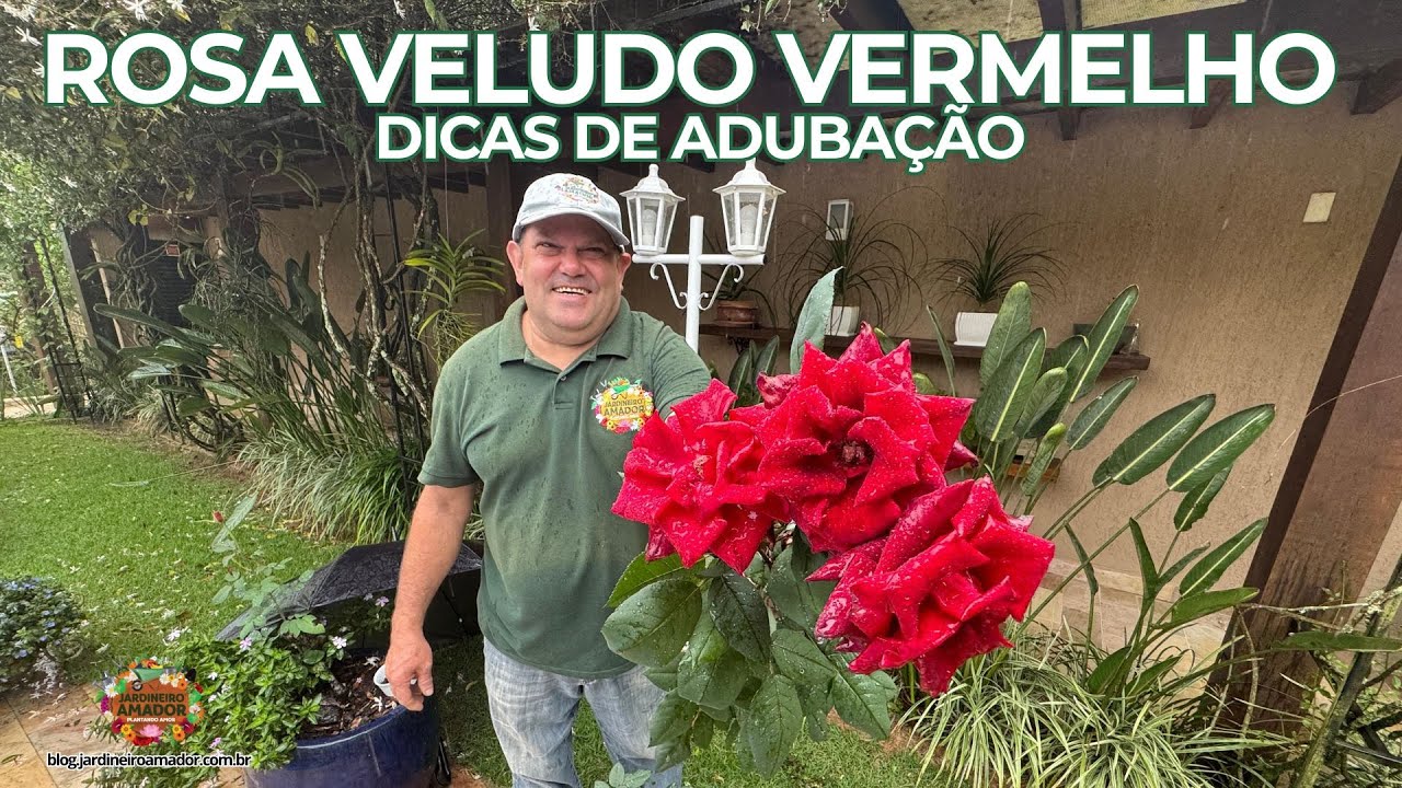 Rosa Veludo Vermelho | Adubação Com Húmus de Minhoca e Cinza