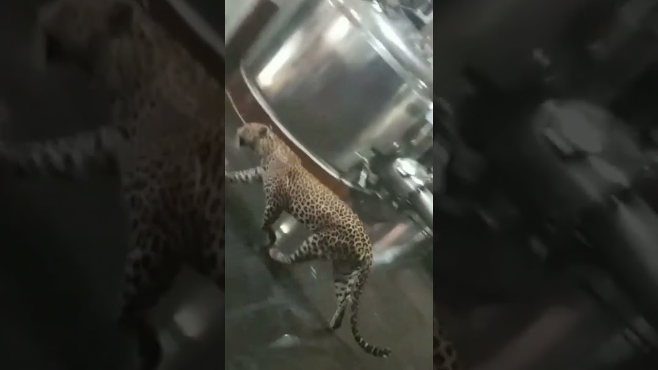 Cheetah in the Basement of a Residential Building in Bengaluru | Residents are in Fear | Leopard