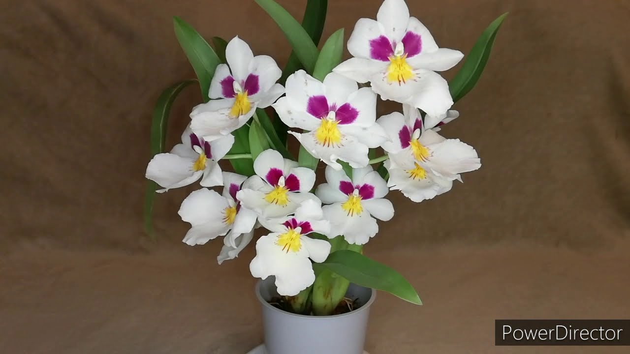 Адаптация мильтониопсиса. Цветение орхидеи Miltoniopsis Herralexandre. Psychopsis Mariposa Special.