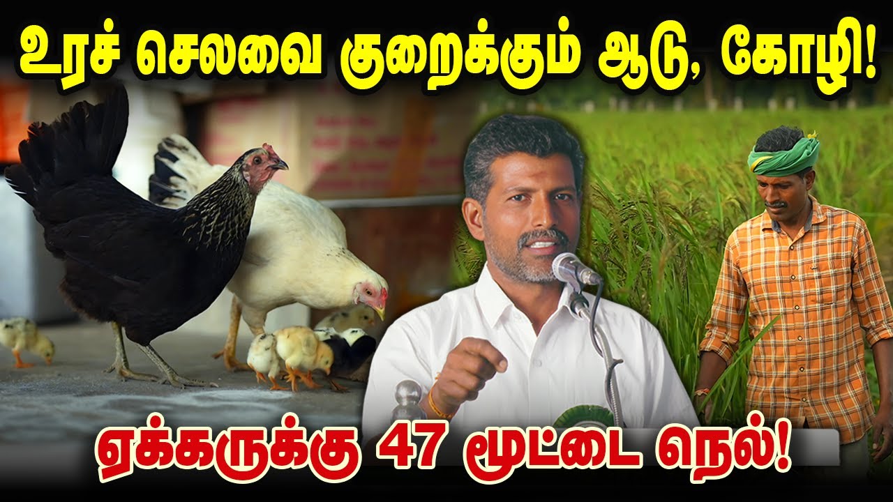 உரச் செலவை குறைக்கும் ஆடு, கோழி! ஏக்கருக்கு 47 மூட்டை நெல்! #integratedfarming  #naturalfarming