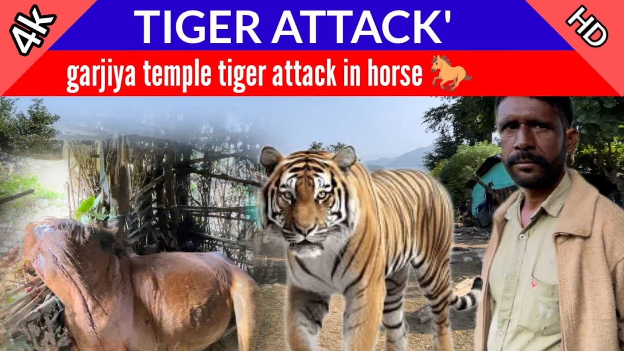 Tiger attack Garjiya temple in horse 🐎|| #tiger  attack #wildlife #sunderkhal village #tiger