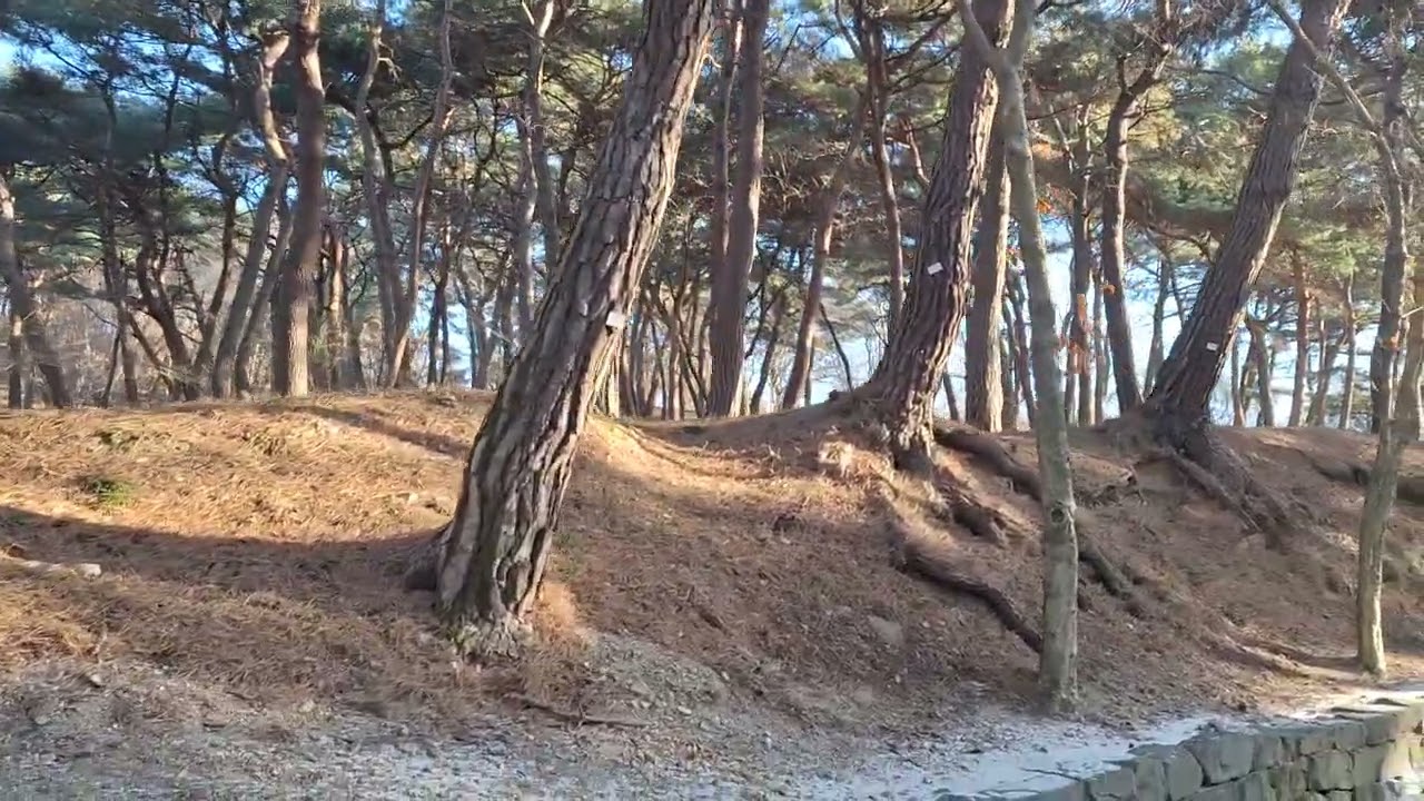 가족산책. 낙화암.부소산.260125