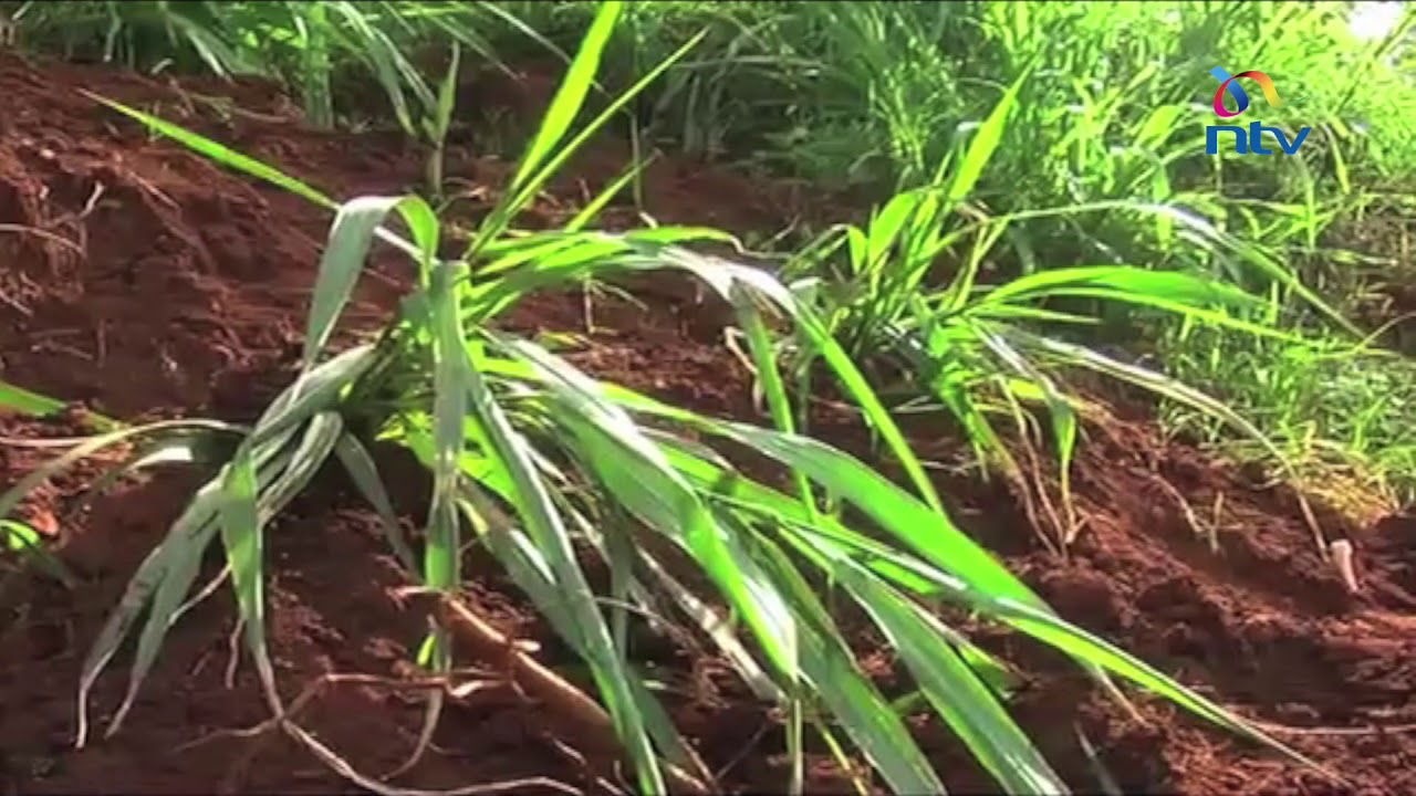Dairy farmers urged to grow brachiaria fodder grass