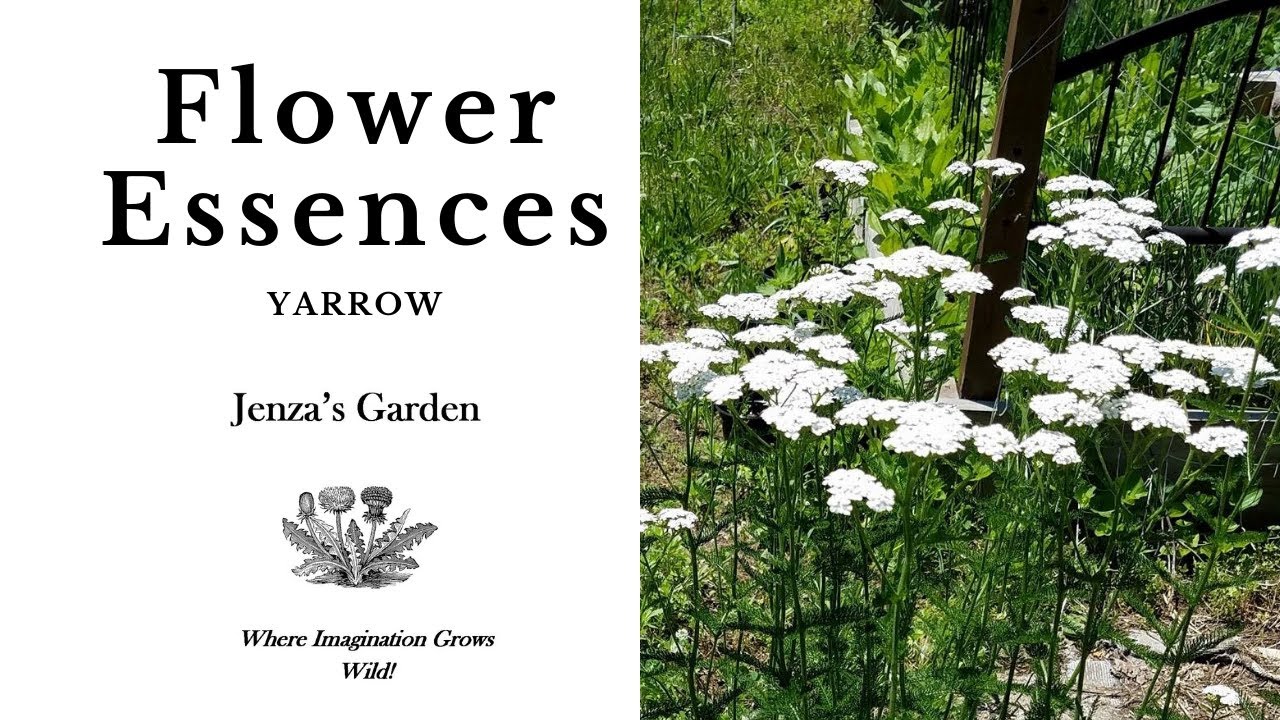 Yarrow Flower Essence