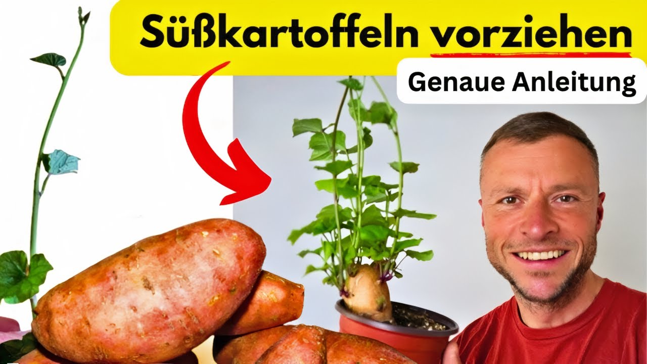 Süßkartoffeln vorziehen leicht gemacht: So klappt es garantiert! [Schritt-für-Schritt erklärt!]
