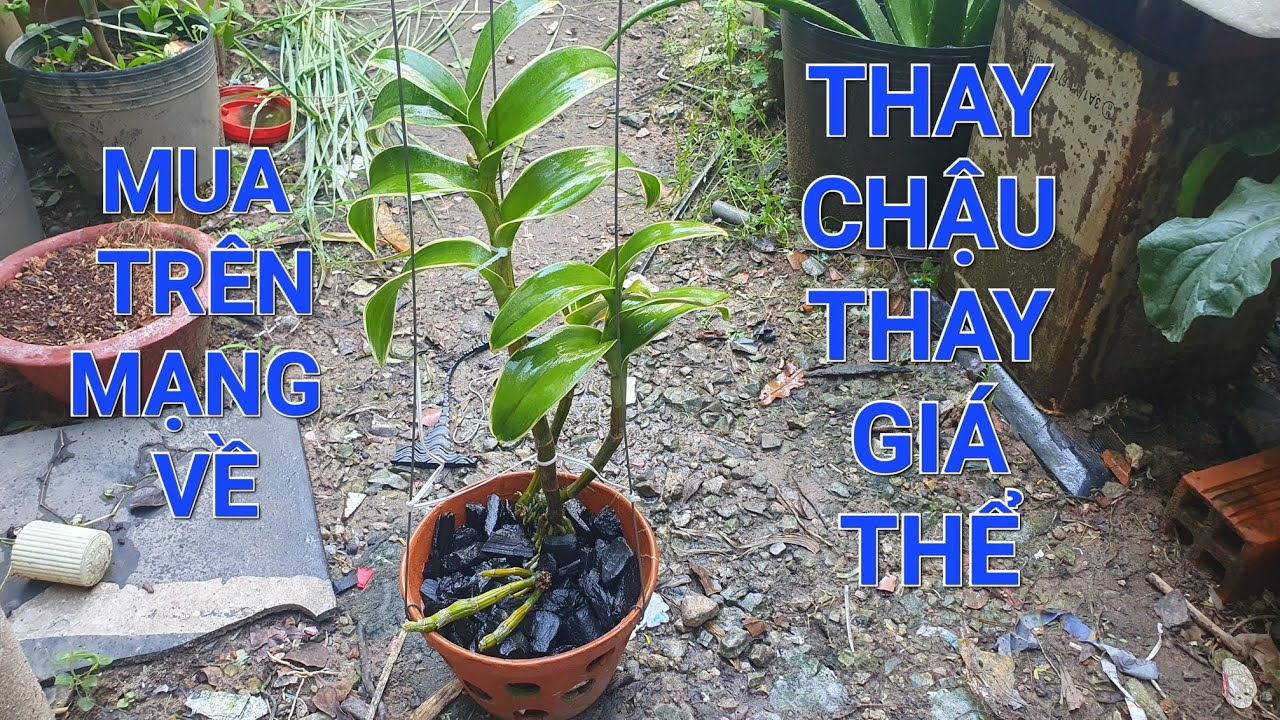 Hướng dẫn xử lý lan denro mới mua về và thay chậu thuần bằng than cho người mới tập chơi || HLCC