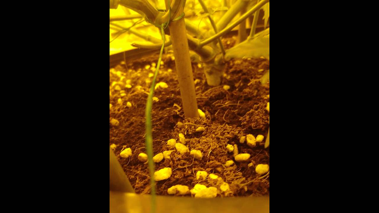 Super lemon haze and dark angel 20/7/2016 before defoliation and tie down