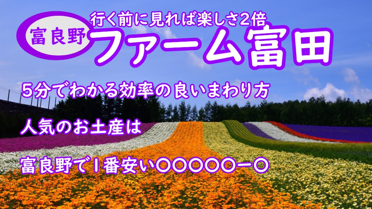 ファーム富田攻略です。満開のラベンダーの散策ルート・お土産ランキング・富良野で１番安い〇〇〇〇〇ー〇等見たら１００倍楽しめます