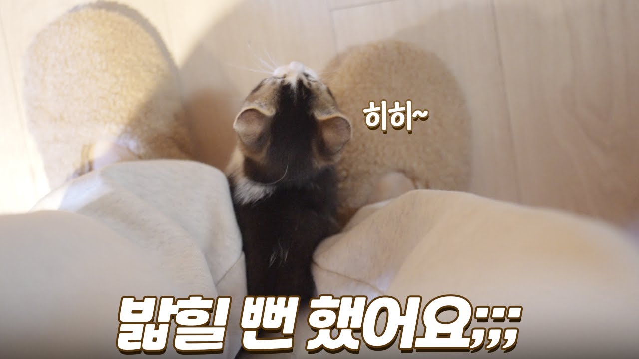 집사 다리만 보면 달라붙는 아기 고양이