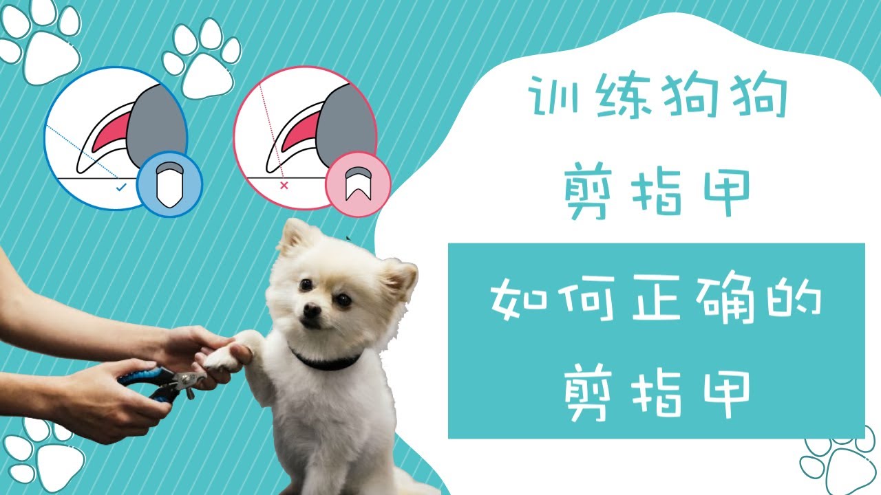 怎么训练狗狗乖乖剪指甲「给德牧剪指甲」（点CC看字幕）