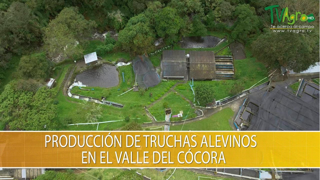 Produccion de Truchas Alevinos en el Valle del Cocora- TvAgro por Juan Gonzalo Angel Restrepo