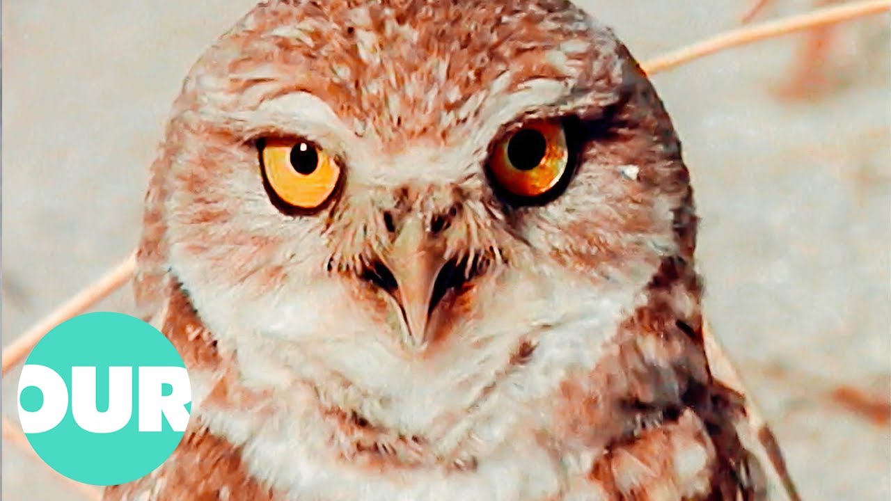 The Deadly Beauty Of California's Mojave Desert (Wildlife Documentary) | Our World