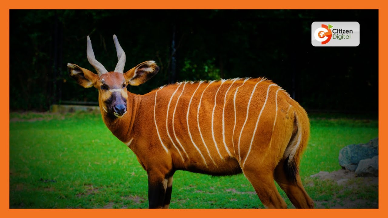 17 Mountain Bongos arrive at JKIA from Florida, USA