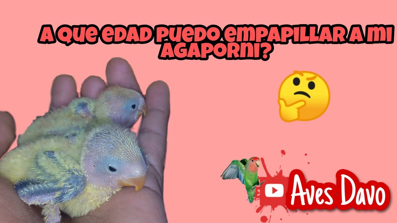 AGAPORNIS PAPILLEROS (a que edad empapillar)