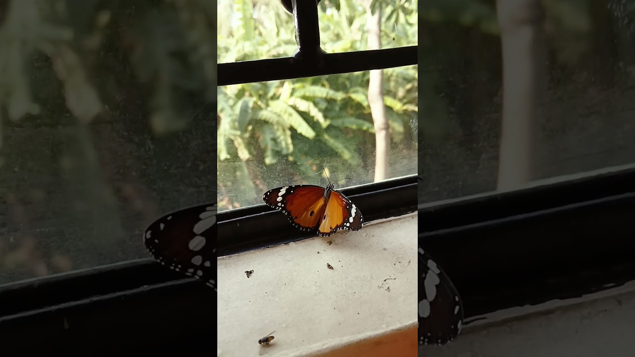 #butterfly #music #animation #love #highlight #lifeisbutadream #nice
