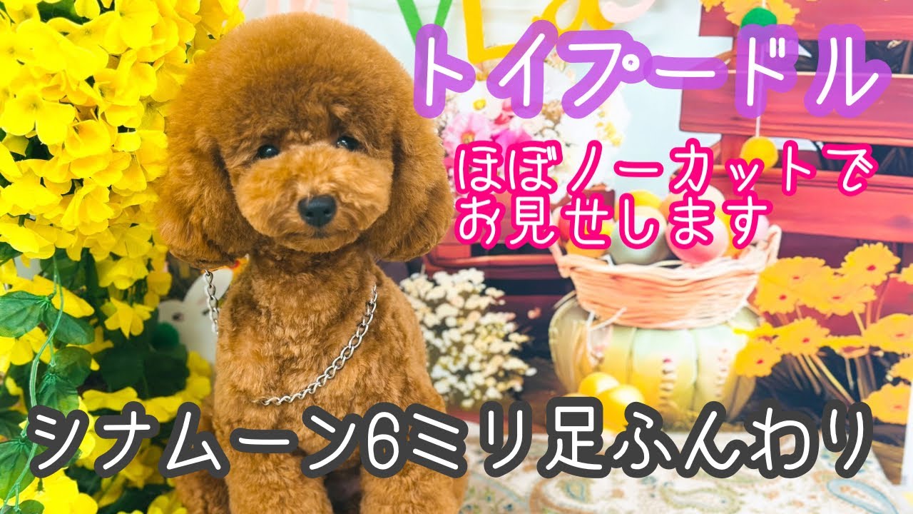 【トイプードル】シナムーン6ミリ足はハサミでふんわり仕上げほぼノーカットでお見せします