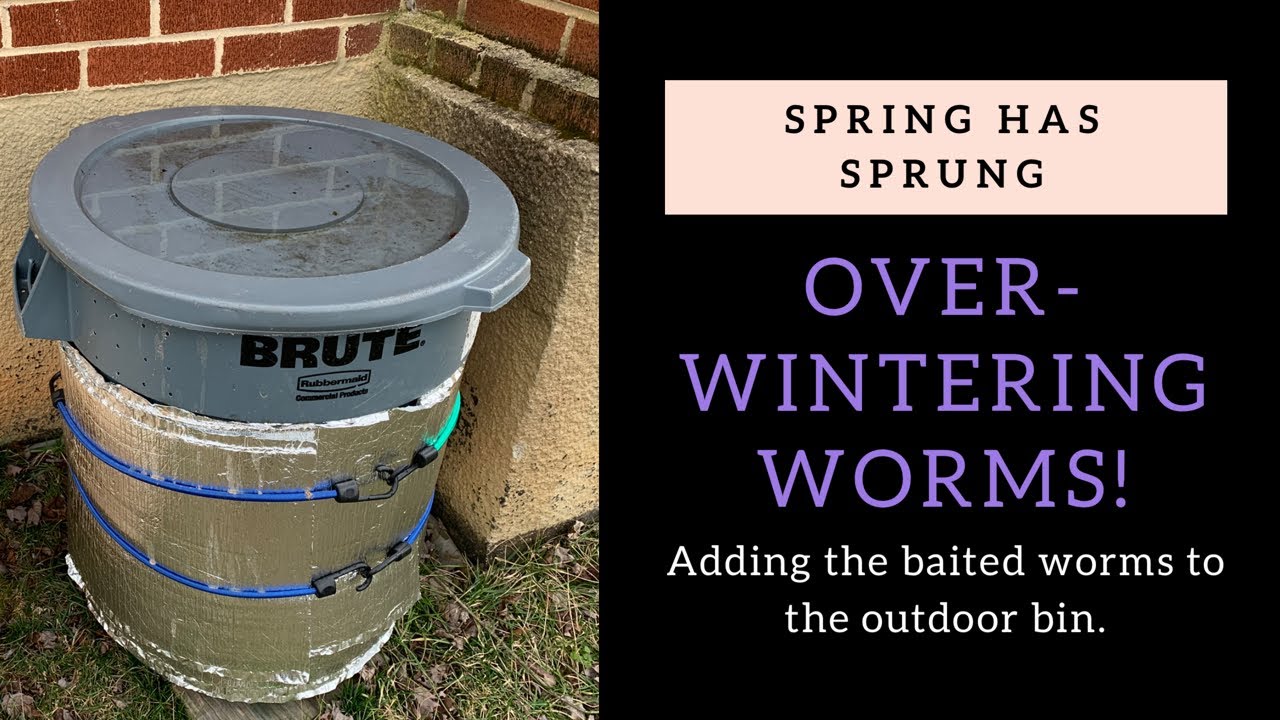 Did my Worms Survive the Winter?  Let’s Prep for Spring and Summer Composting Outdoors.