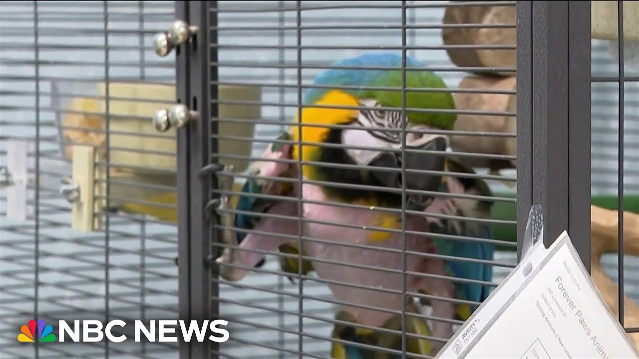 Massachusetts animal shelter's 'R-rated' parrot finds new home