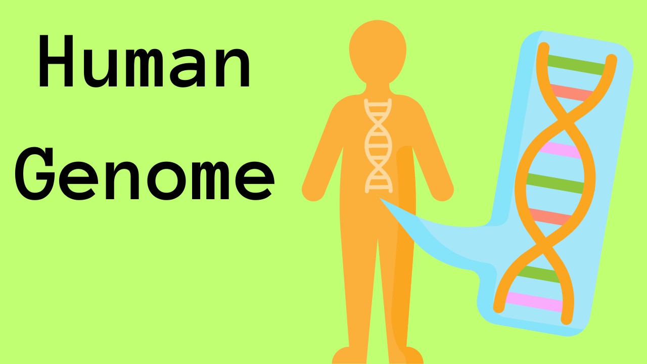 What is the Human Genome?