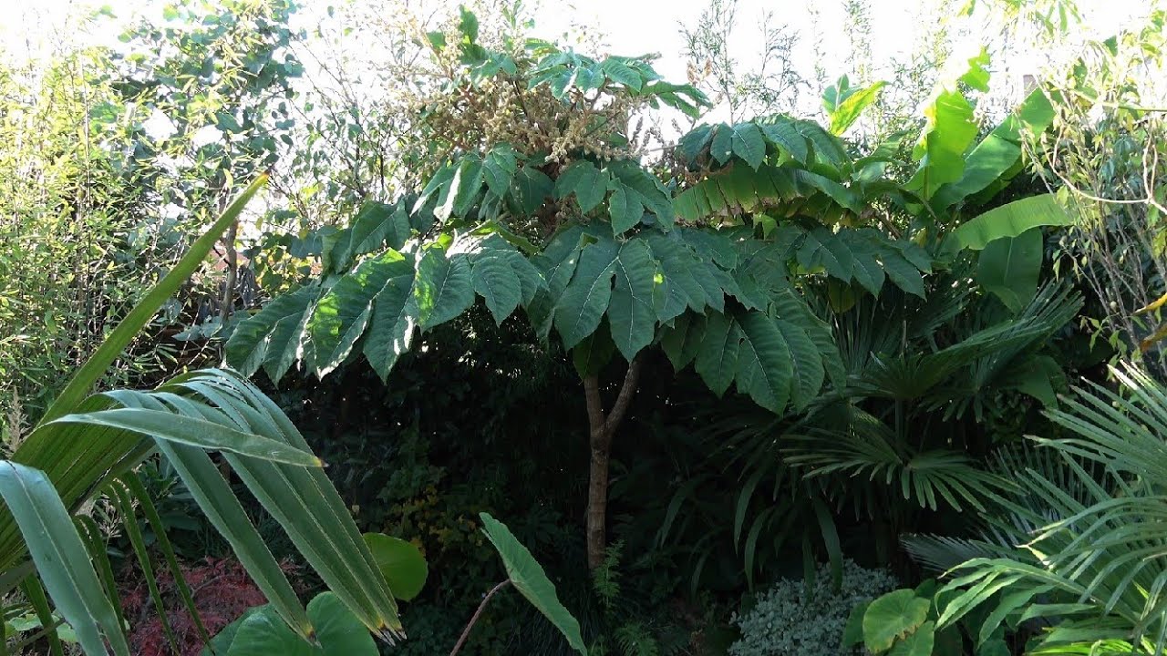 The Tetrapanax is flowering!