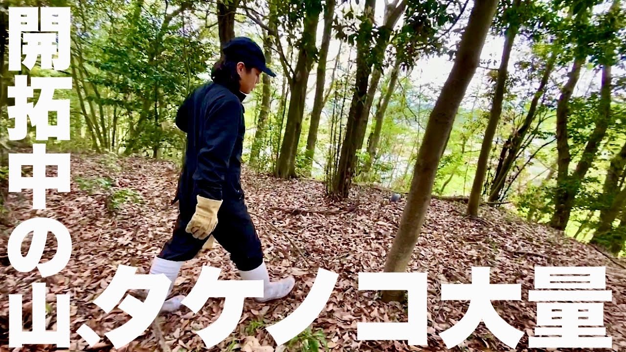 大量の筍！タケノコの収穫に追われる日々。