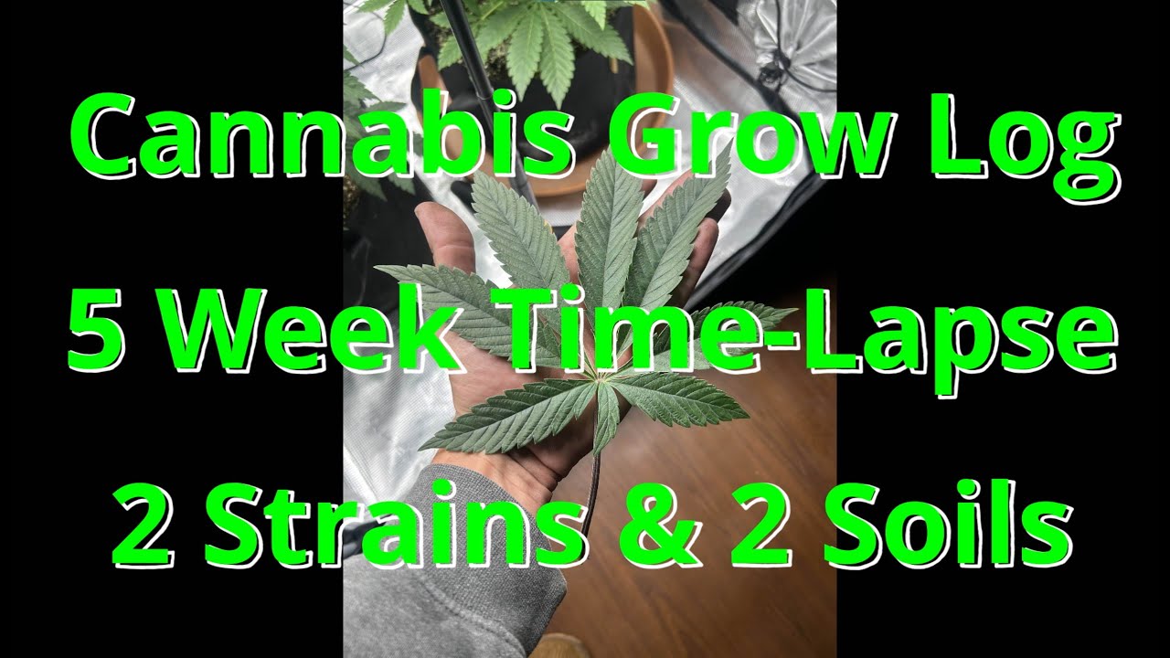 Ep.1 Cannabis Grow Log ~ 5 Week Time Lapse ~ 2 Strains & 2 Soils