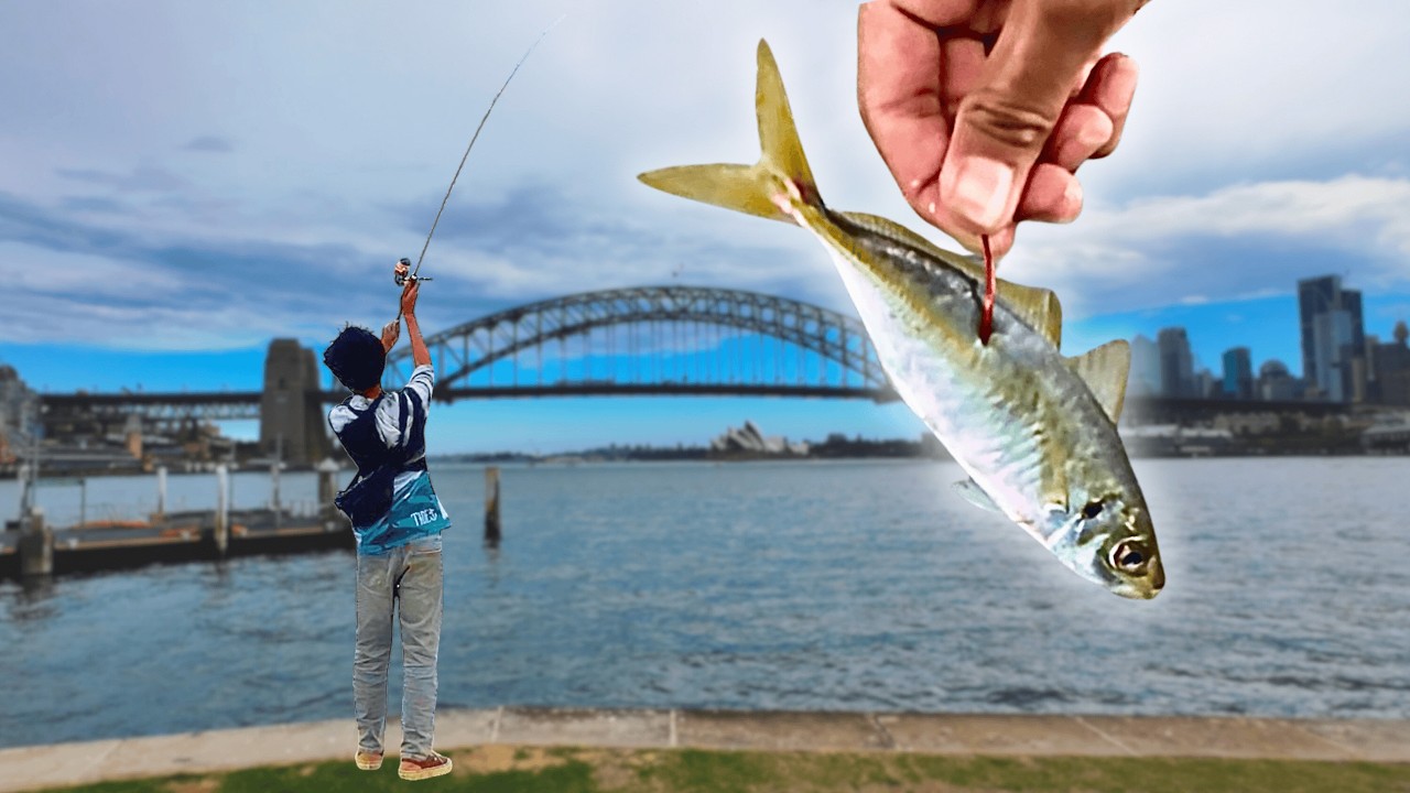 Chasing Monsters With Live Bait In The Sydney Harbour!