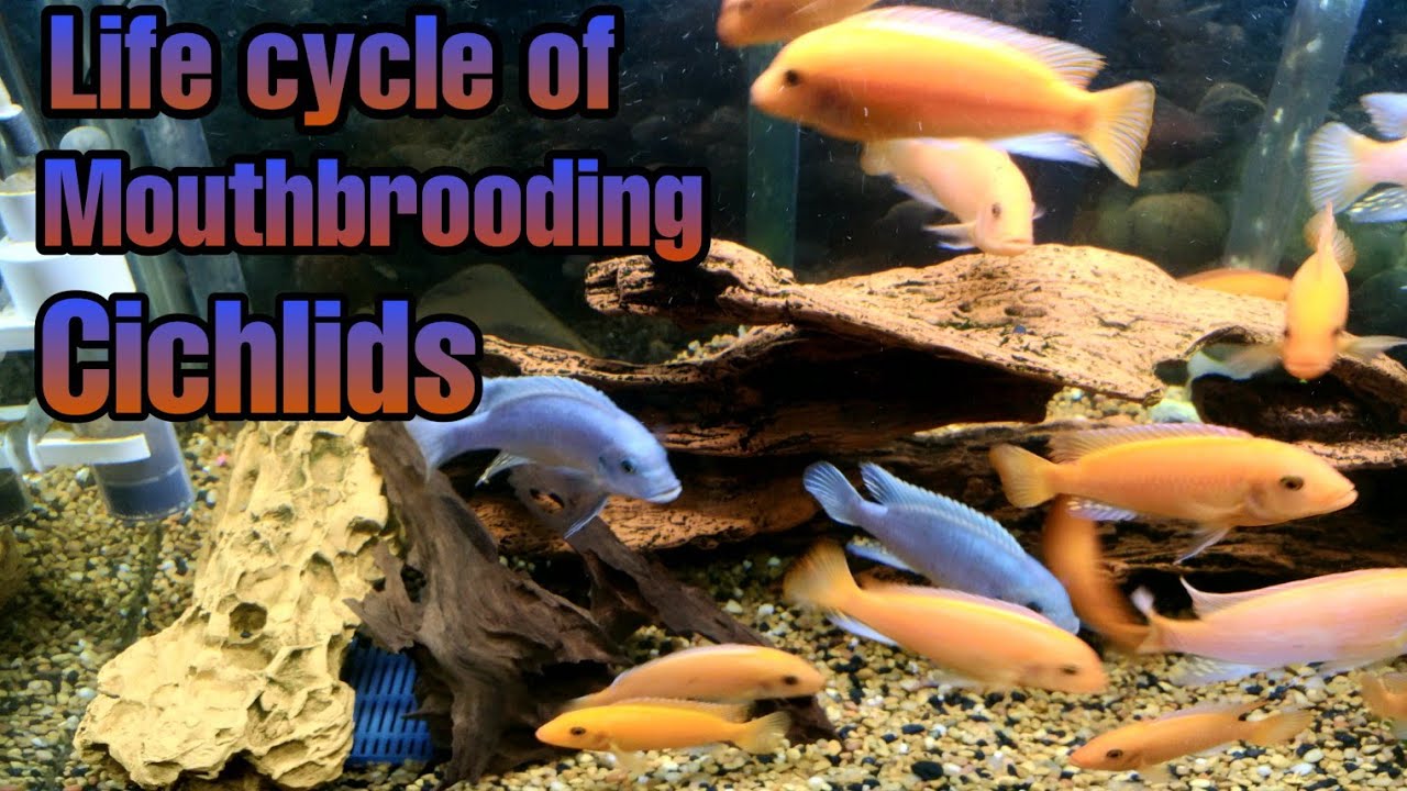 Complete life cycle of mouth brooding mbuna cichlids.