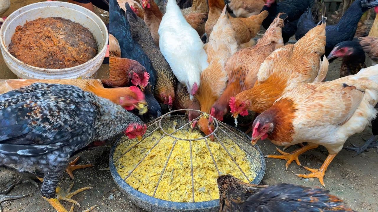 Winter 2026: The Secret to Healthy Hens with Fermented Feed!