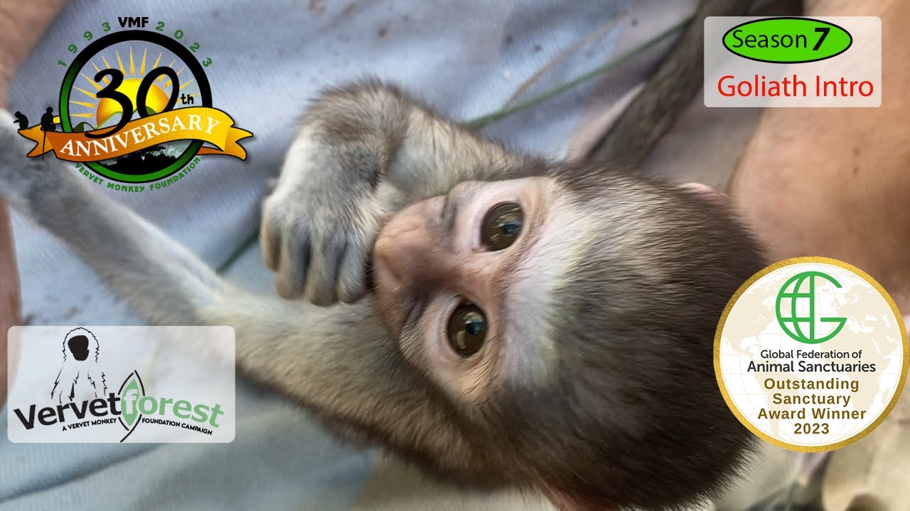 little orphan monkeys look for their potential  monkey foster moms
