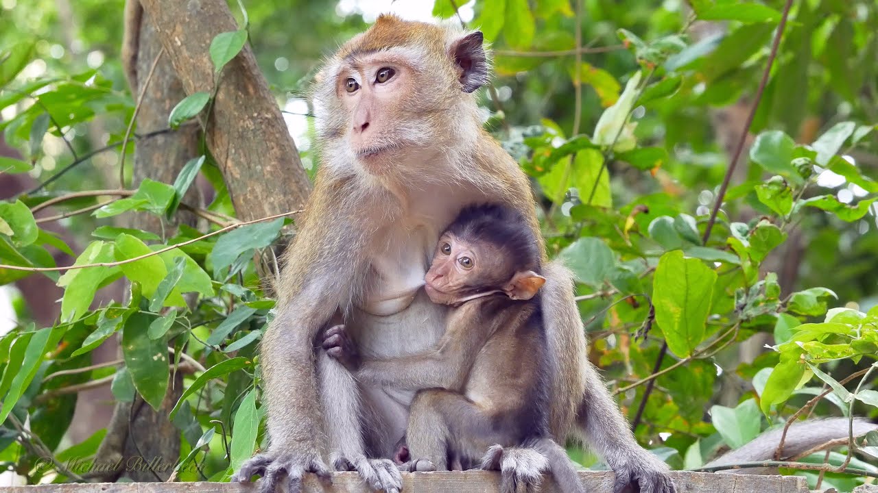 Crab-eating or Long-tailed Macaques (Macaca fascicularis) / Javaneraffen oder Langschwanzmakaken [1]