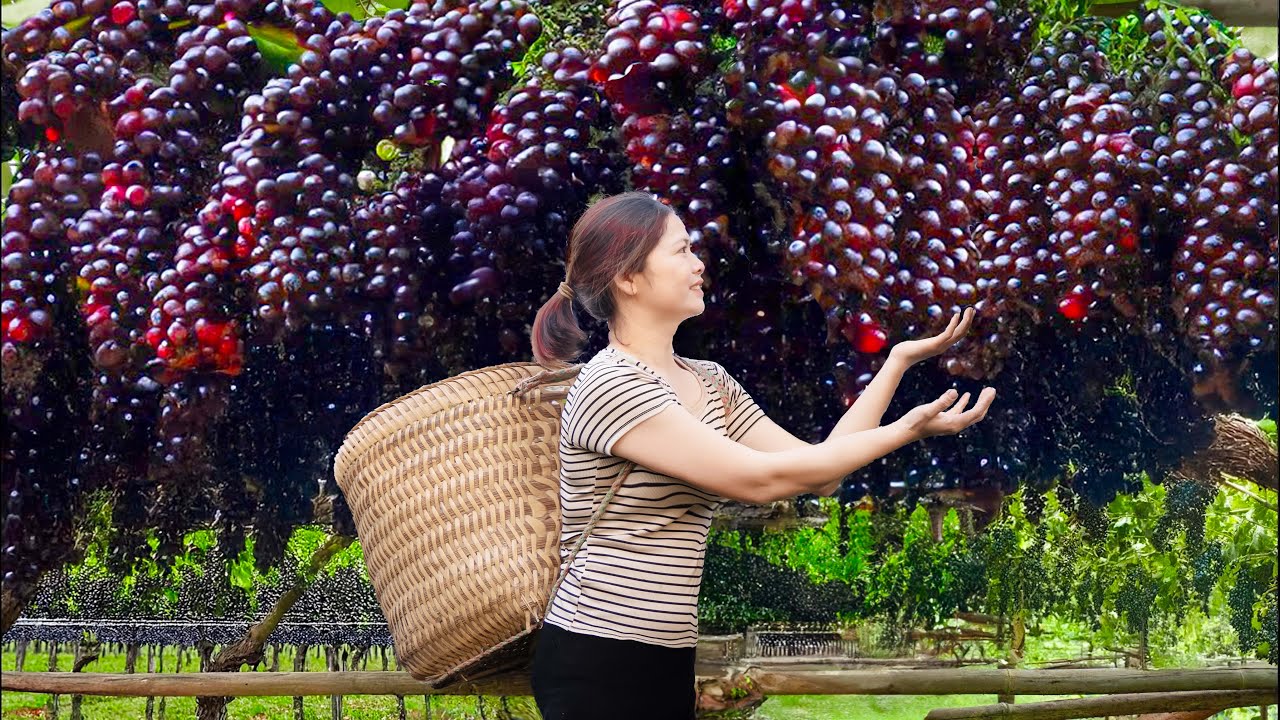 Harvesting Expensive Palm Hybrid Grapes Garden Goes To Market Sell - Animal rescue story
