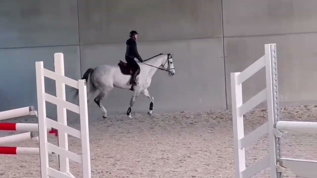 8YO, 18.1H warmblood flatting with female amateur