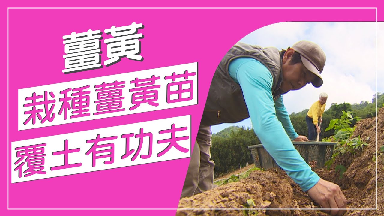 薑黃這樣種零失敗！？ 薑黃被人類使用有千年歷史，薑黃栽種有撇步，覆土要這種深度才能種成功，神農獎達人陳添麒教你怎麼栽種！【蔬果百科真有趣】
