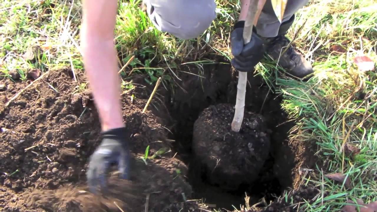 Tutorial: "Come piantare un albero di noce"