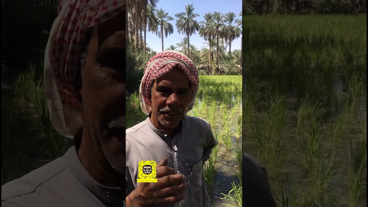 الاحساء، من أوائل الاسر التي زرعت الارز الحساوي  في قرية القرين وشرح  عن كيفية زراعته وحصاده