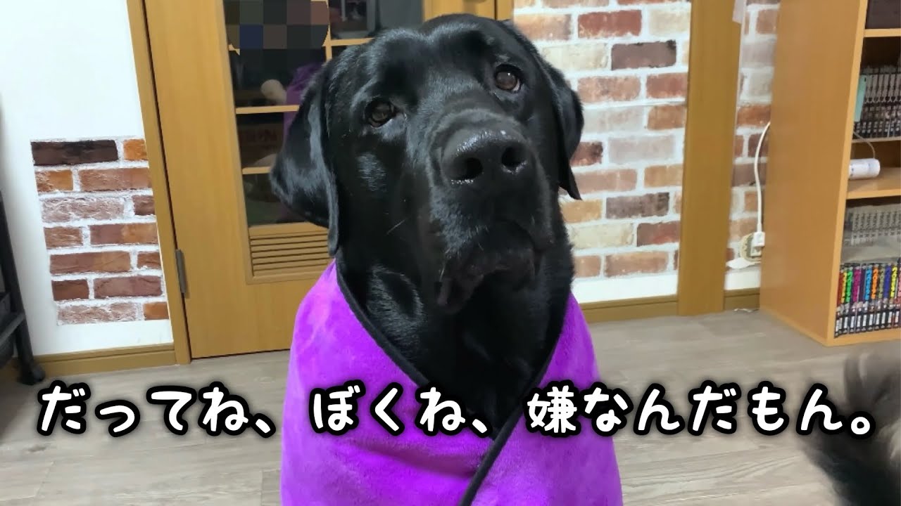 飼い主の思惑はいつも外れる
