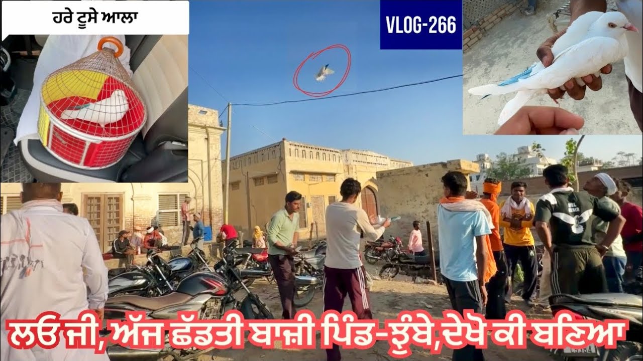 ਲਓ ਜੀ, ਅੱਜ ਛੱਡਤਾ ਬਾਜ਼ੀ ਆਪਣਾ ਹਰੇ ਟੂਸੇ ਆਲਾ ਕਬੂਤਰ🕊️|| ਕਬੂਤਰਬਾਜ਼ੀ ਪਿੰਡ-ਝੁੰਬਾ (ਬਠਿੰਡਾ)|| ਦੇਖੋ ਕੀ ਬਣਿਆ