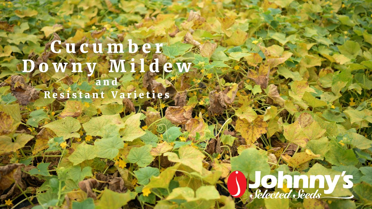 Cucumber Downy Mildew — Resistant Varieties From Johnny's