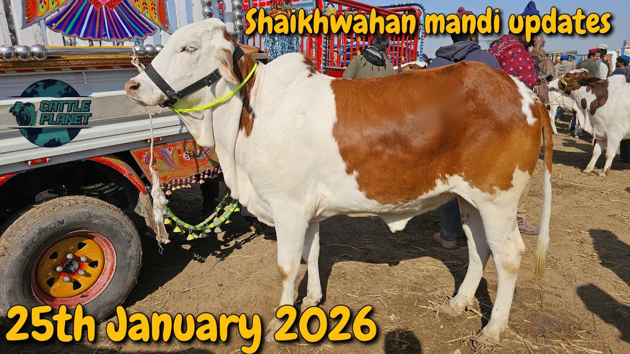 Today shaikhwahan mandi by cattle planet 26/01/2026