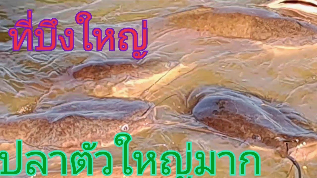 อากาศนิ่งที่บึงใหญ่ปลาตัวใหญ่เข้าฝั่งยังมีให้ชมธรรมชาติรอบๆบึง